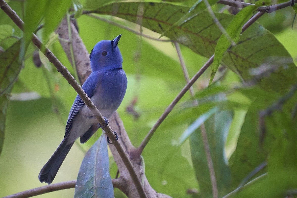 Black-naped Monarch - ML418049361