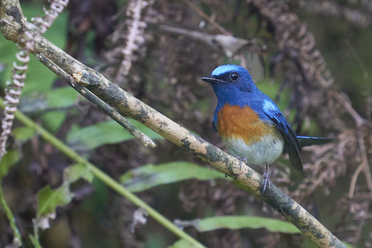 Blue-throated Flycatcher - ML418049841