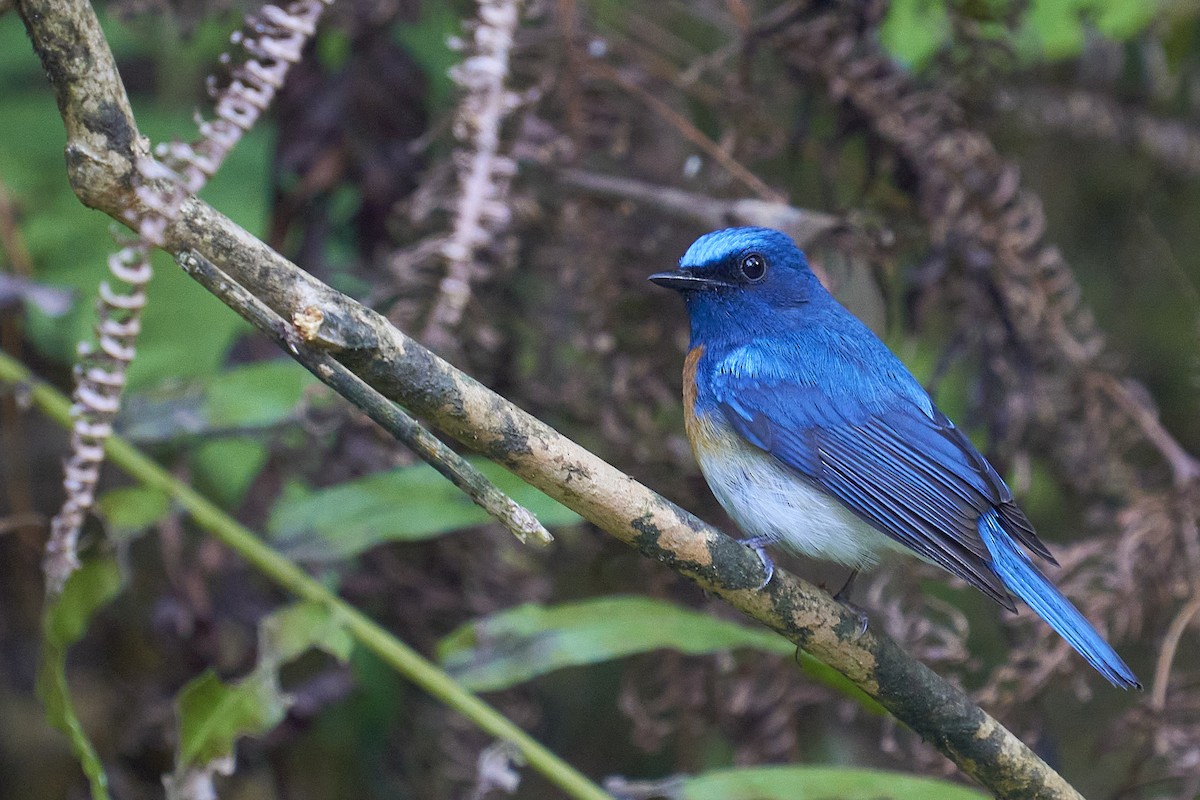 Blue-throated Flycatcher - ML418049871