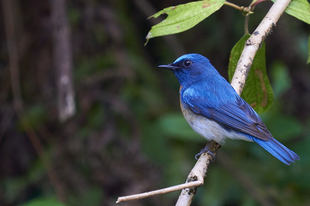 Blue-throated Flycatcher - ML418049901