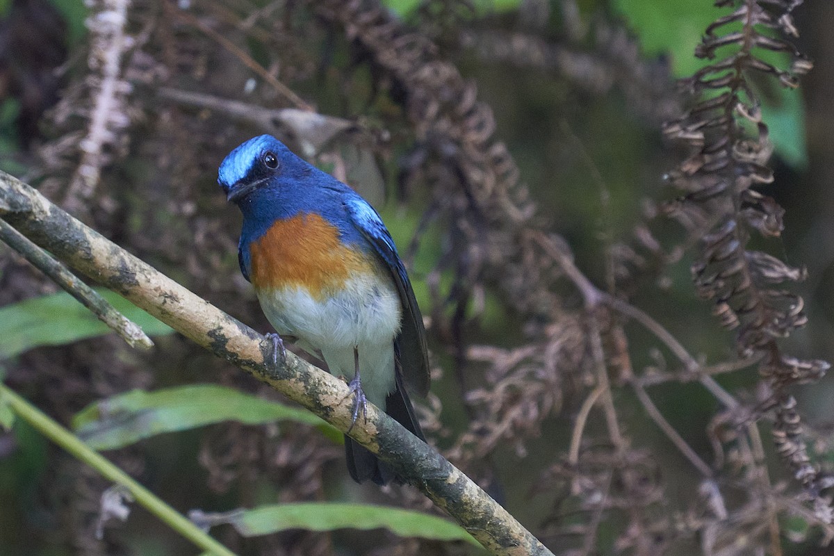 Blue-throated Flycatcher - ML418049931