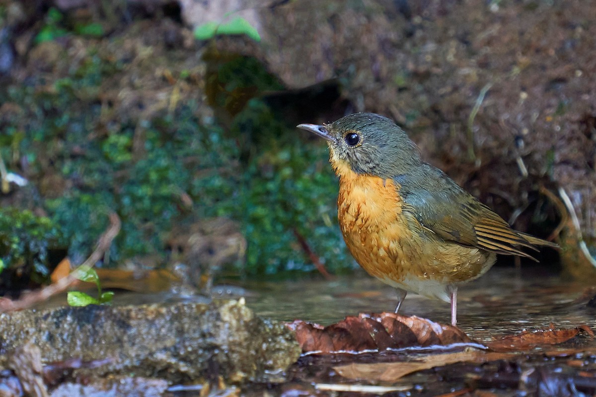 Indian Blue Robin - ML418050031