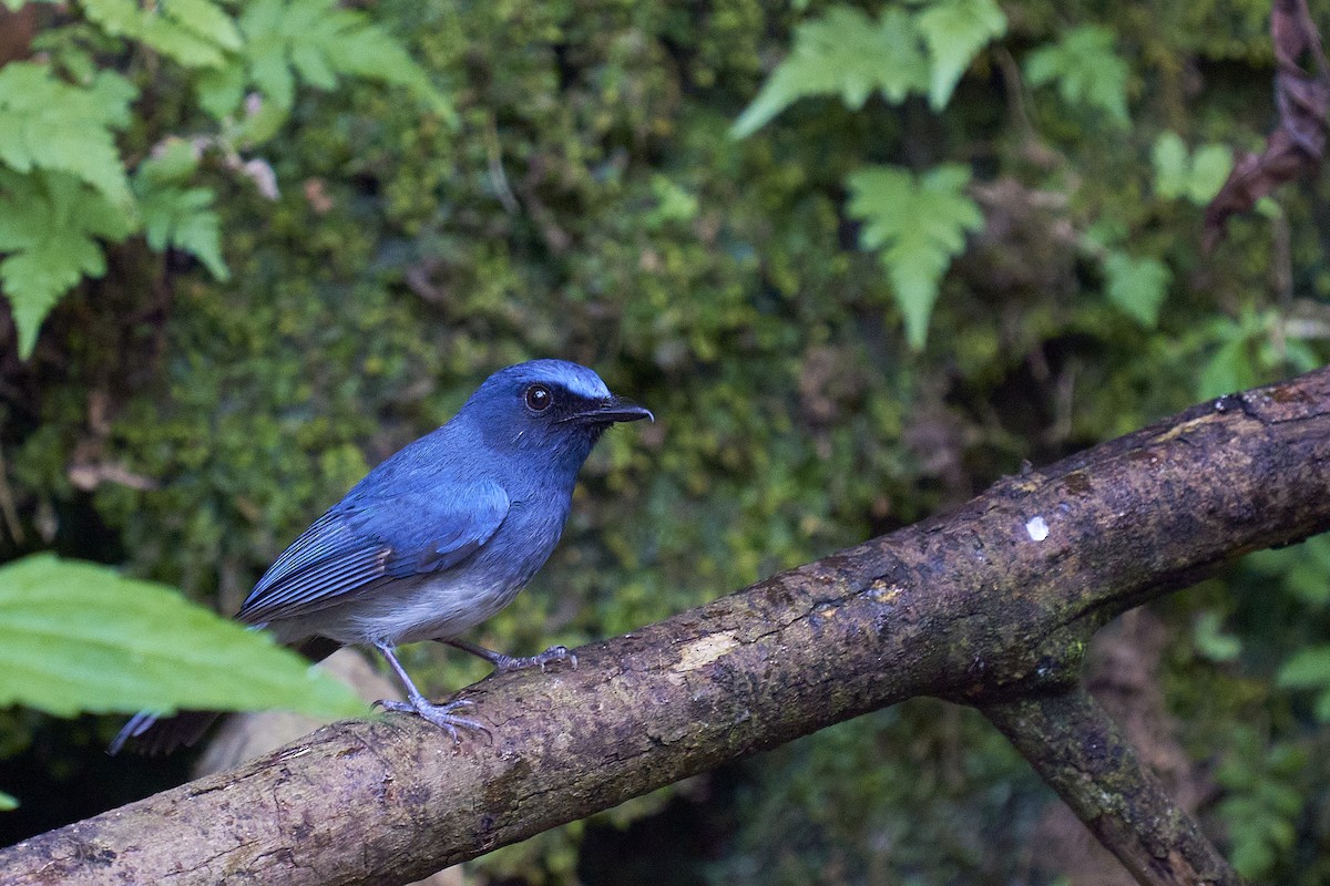 White-bellied Blue Flycatcher - ML418050161