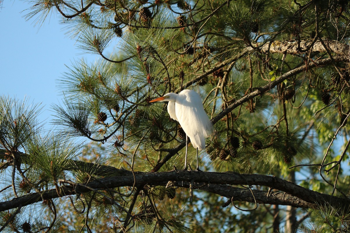 Grande Aigrette - ML418050301