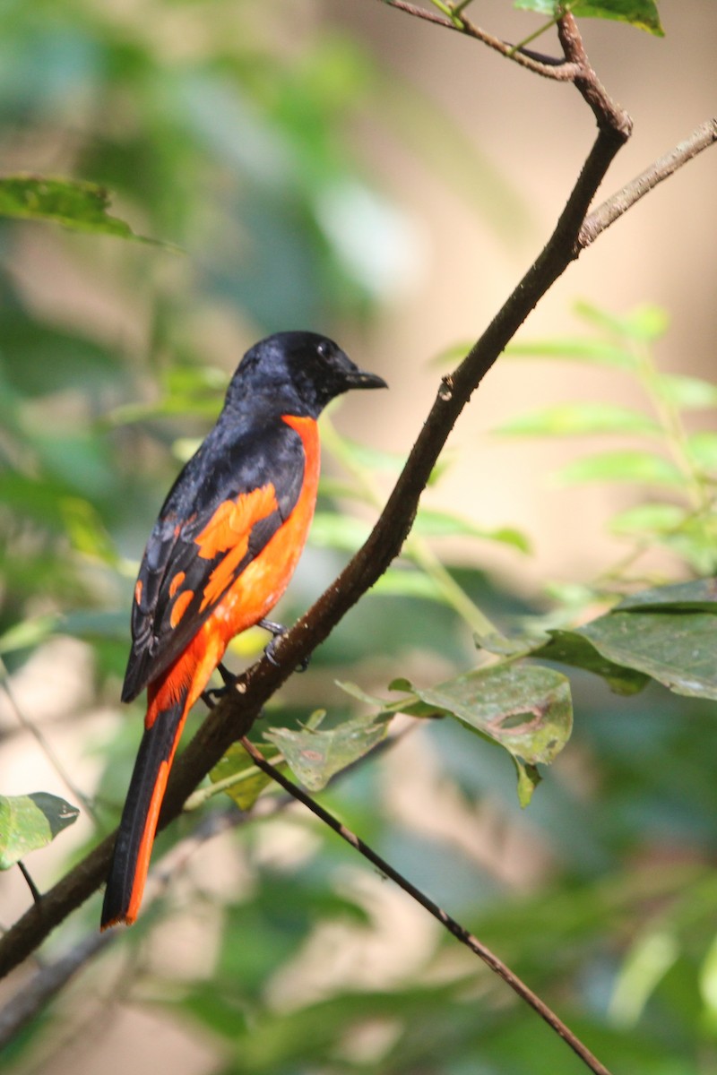 Scarlet Minivet - Malay Adak