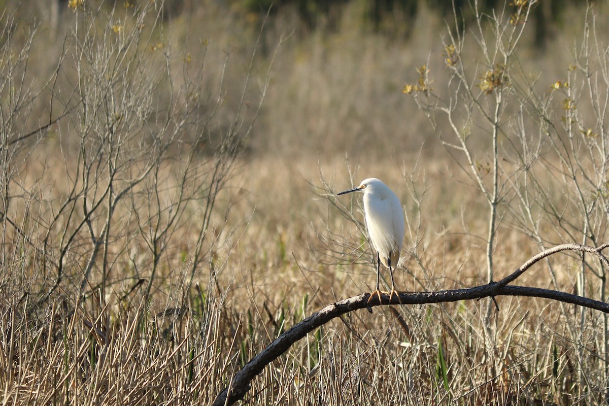 Aigrette neigeuse - ML418050731