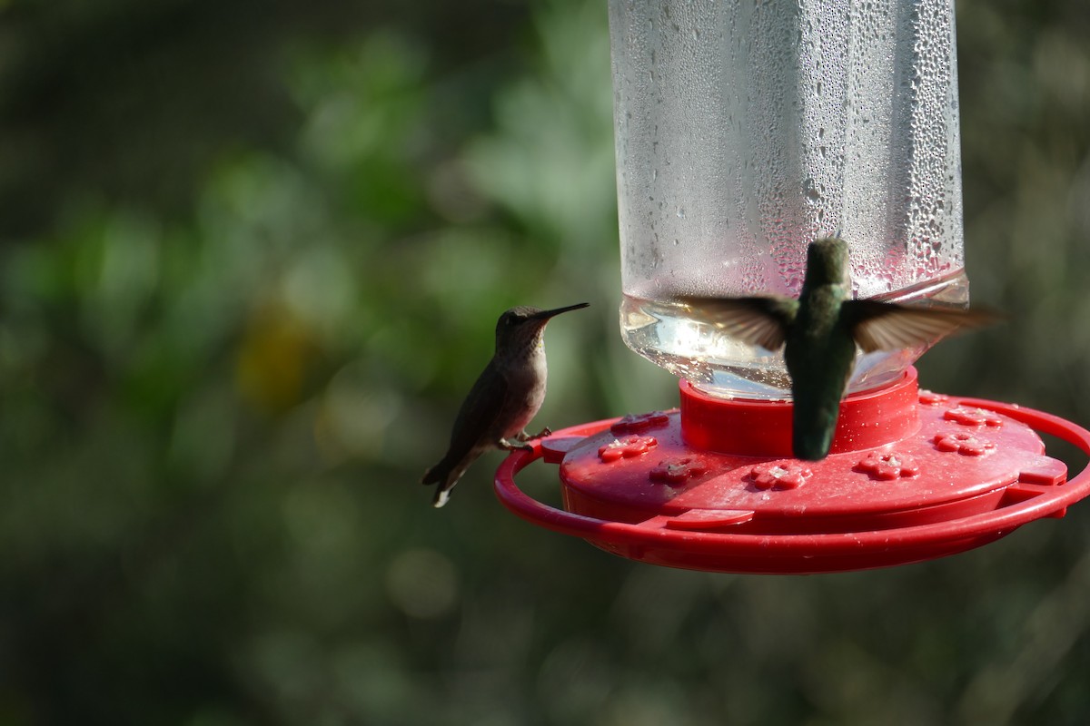 Anna's Hummingbird - Nelson Samuels