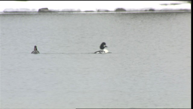 Barrow's Goldeneye - ML418053