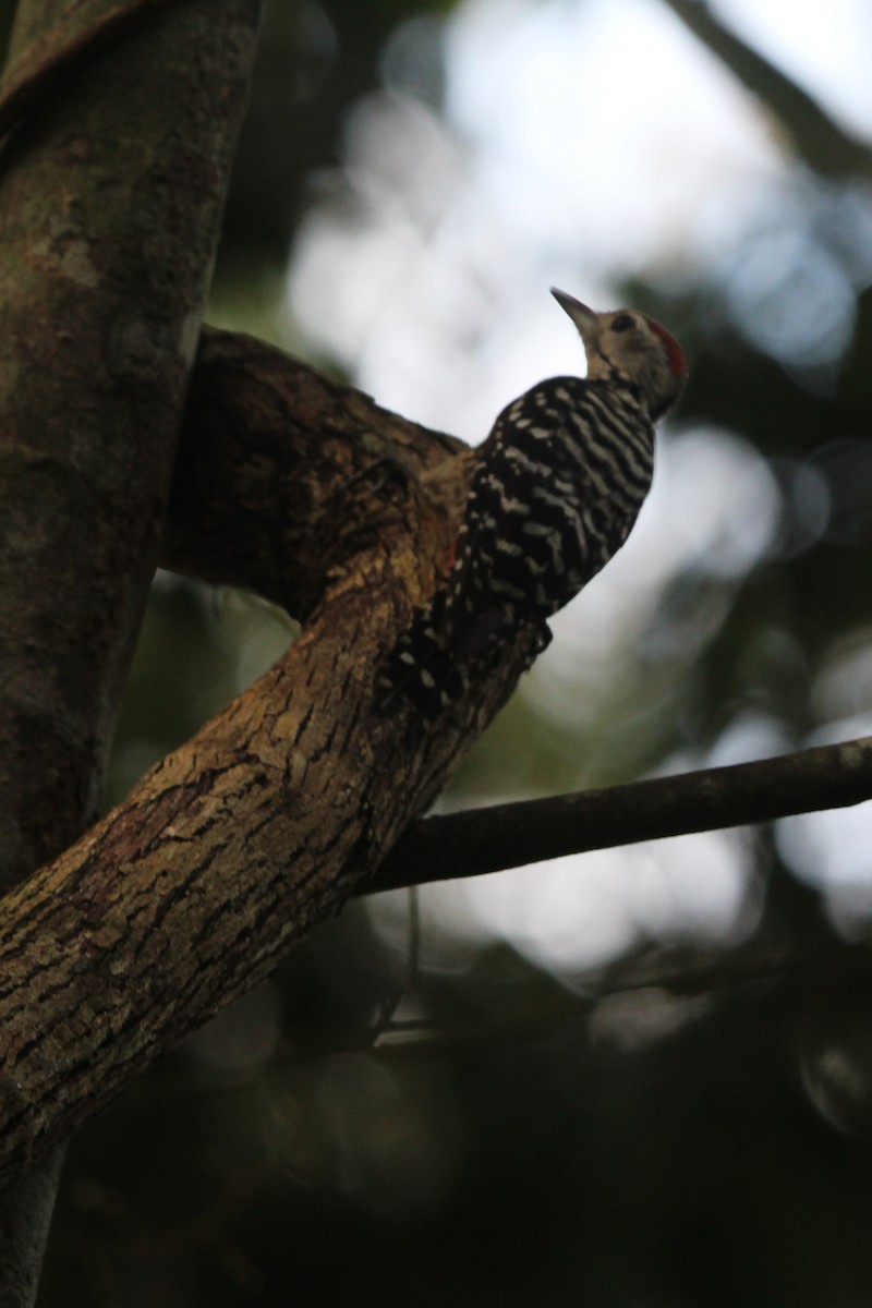 Freckle-breasted Woodpecker - Malay Adak