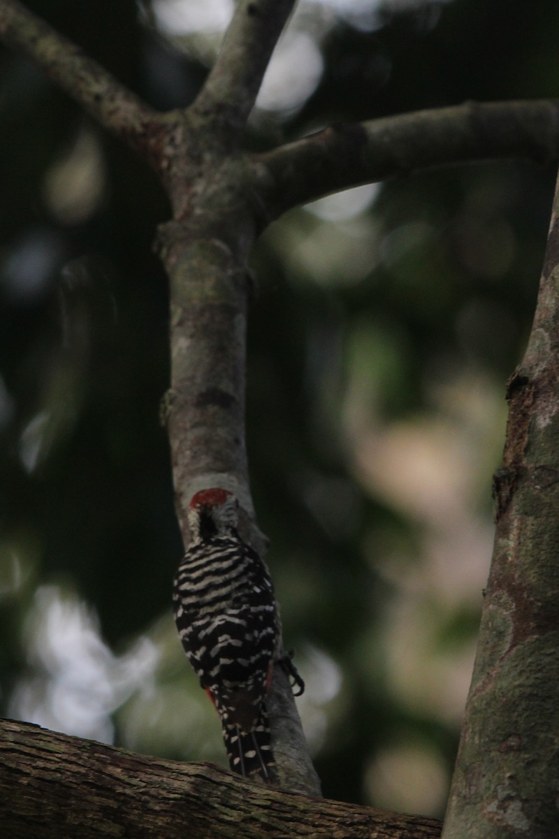 Freckle-breasted Woodpecker - Malay Adak