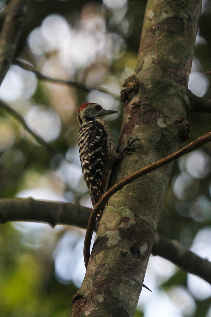 Freckle-breasted Woodpecker - Malay Adak