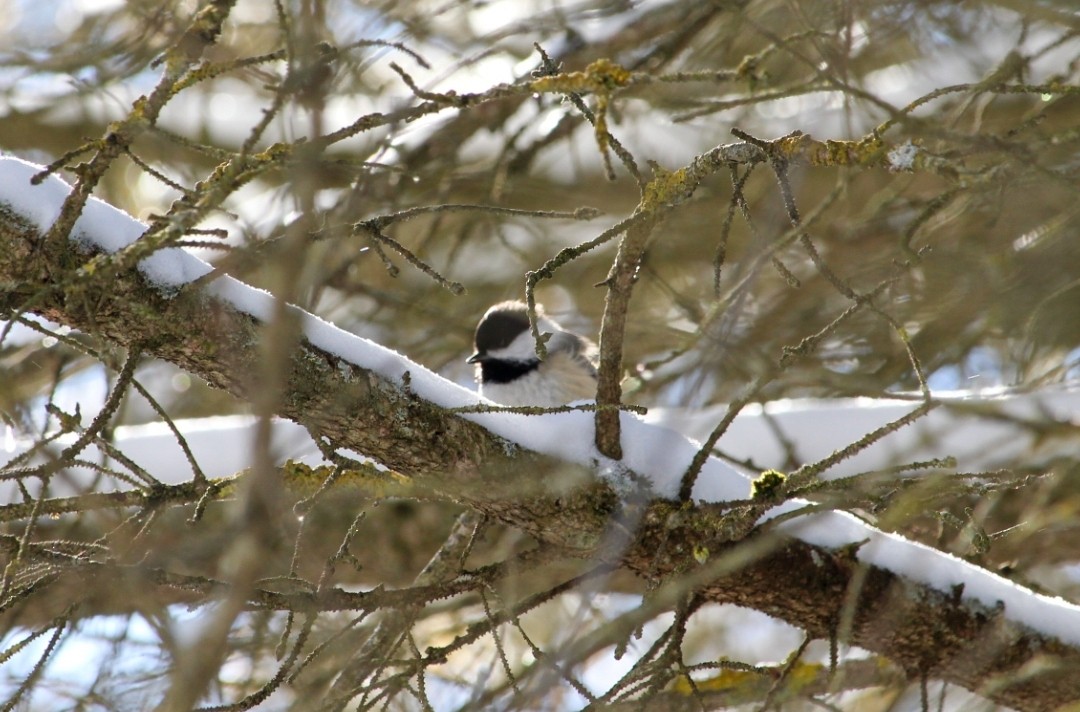 Black-capped Chickadee - ML418057141