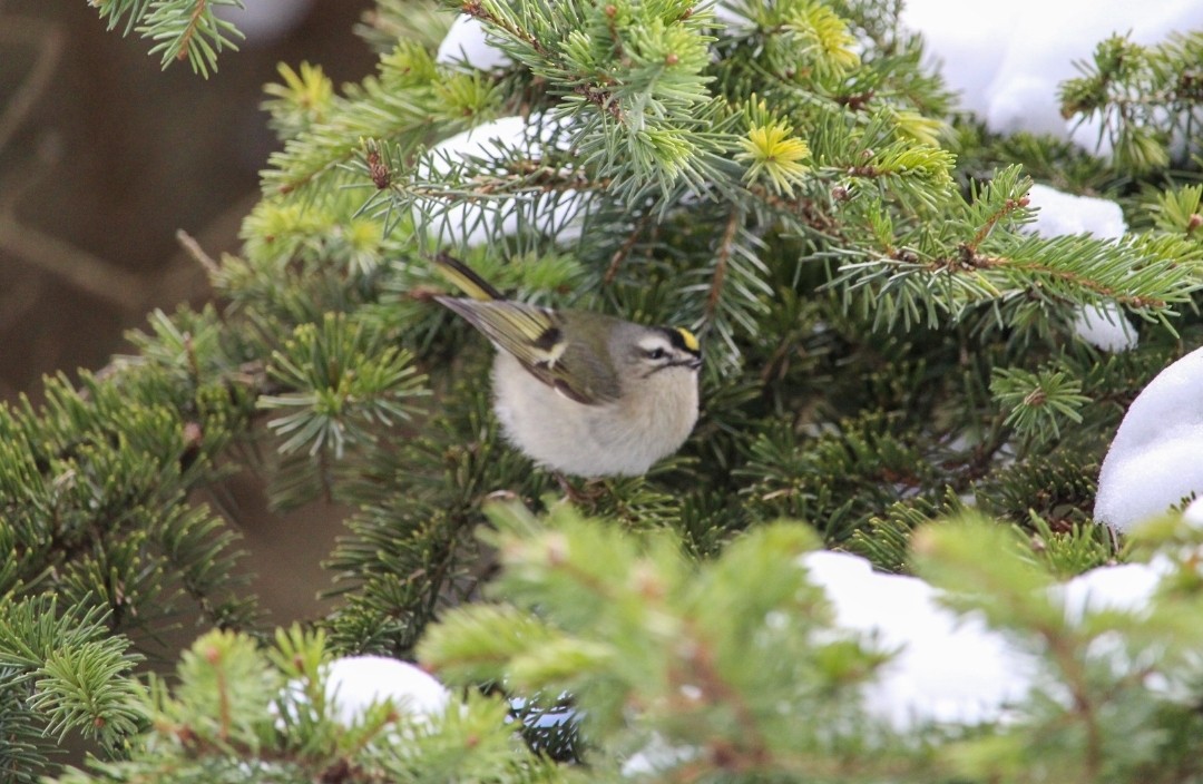 Golden-crowned Kinglet - ML418057391