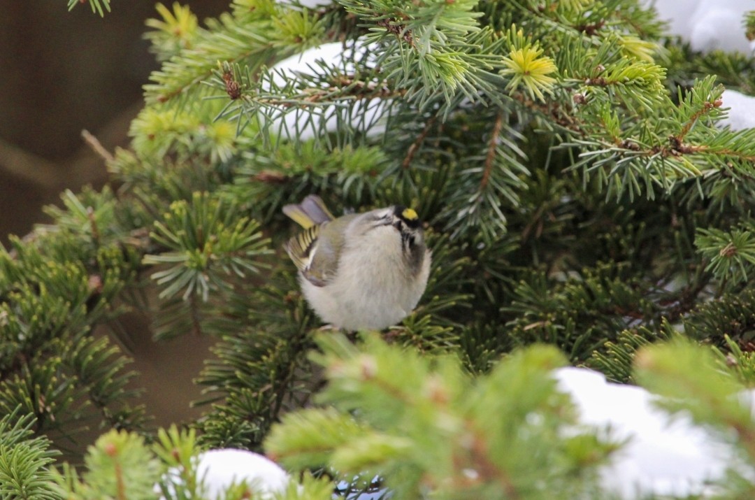 Golden-crowned Kinglet - ML418057421