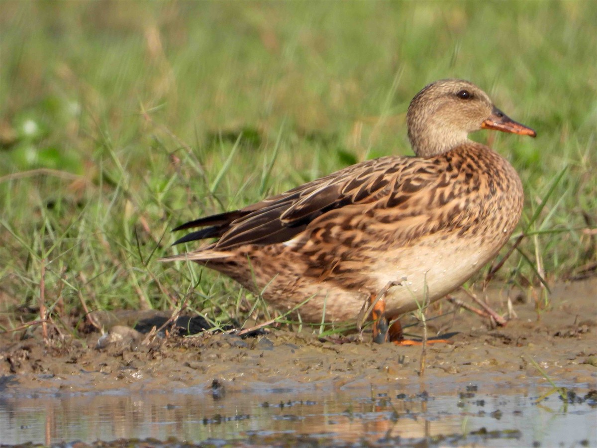 Canard chipeau - ML418057701