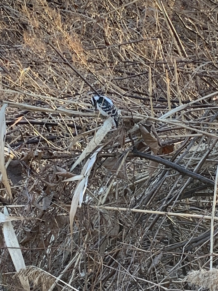 Downy Woodpecker - ML418057861