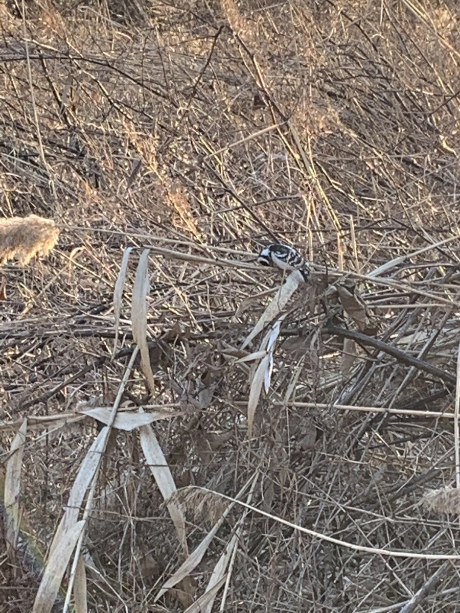 Downy Woodpecker - ML418057891