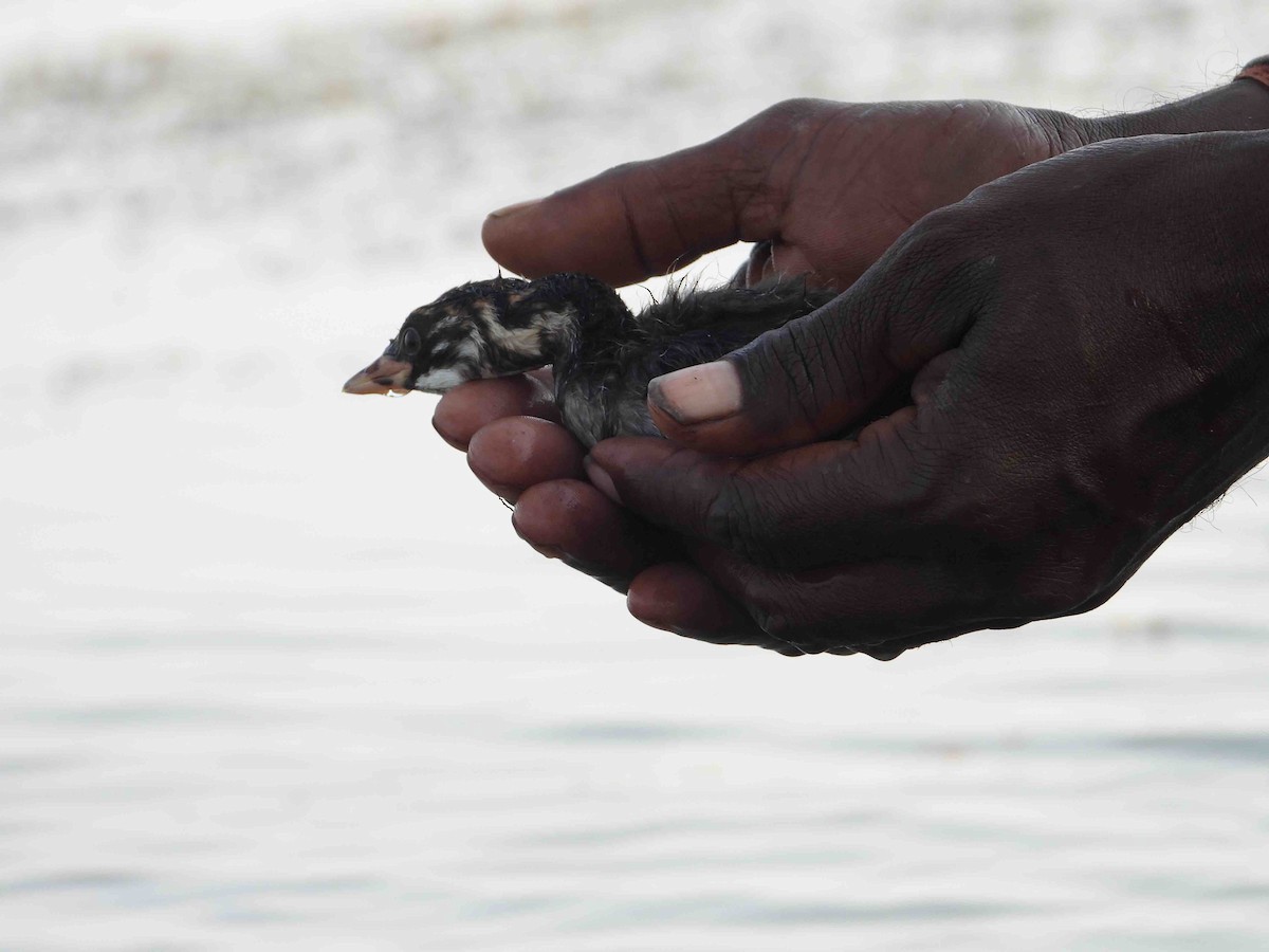 Little Grebe - ML418058021