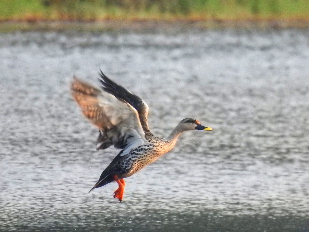 Indian Spot-billed Duck - ML418058121