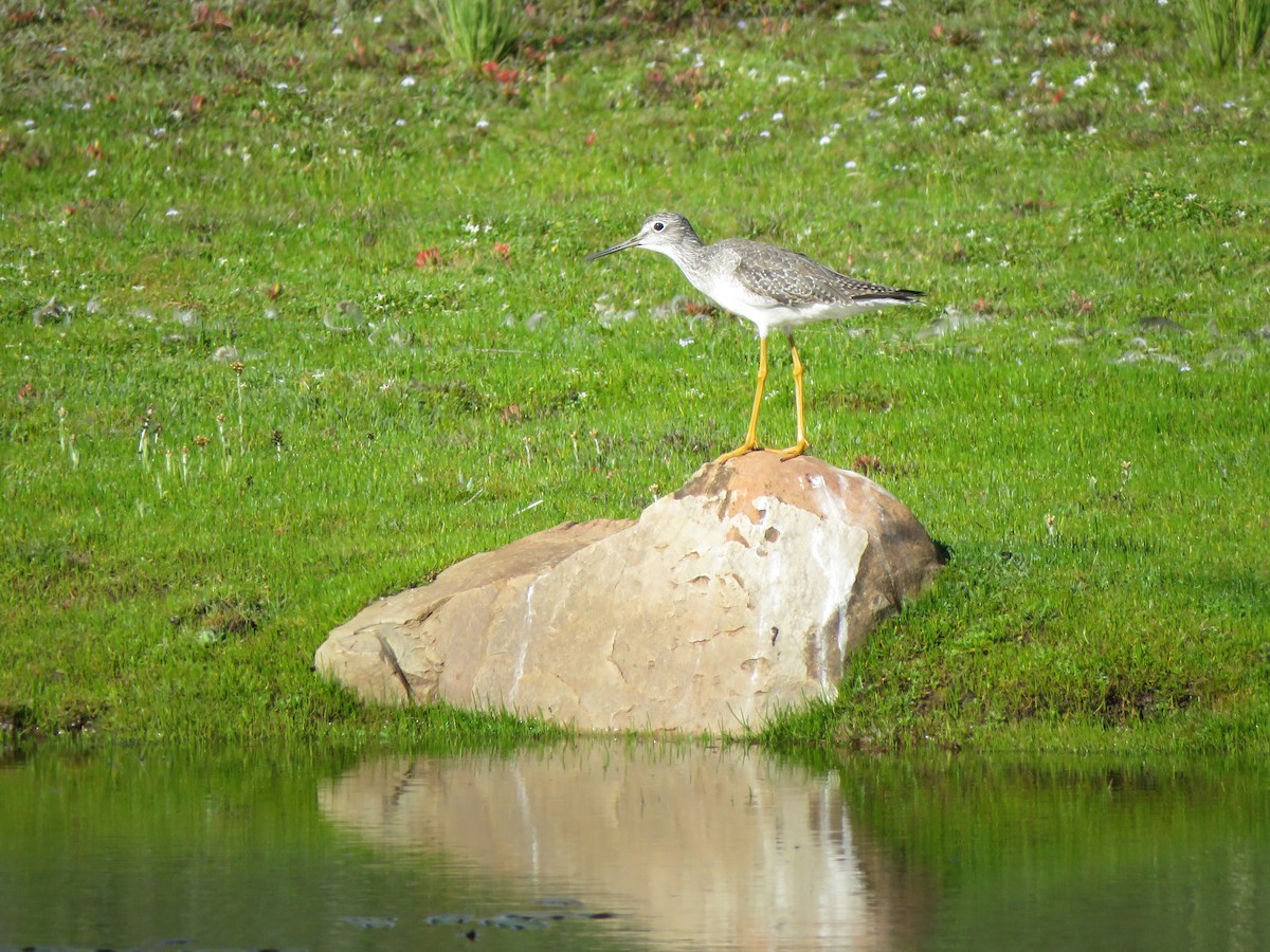 Lesser Yellowlegs - ML418058141