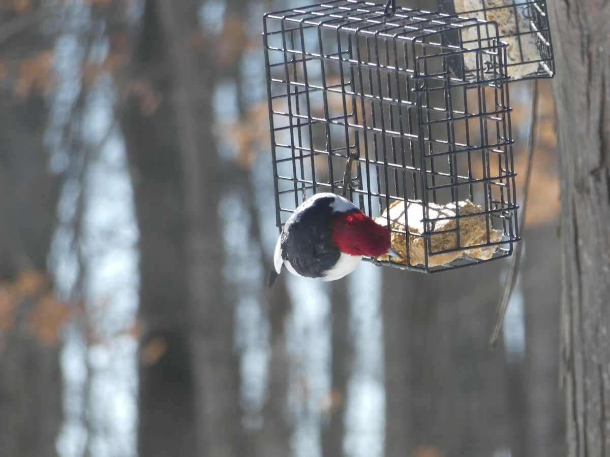 Red-headed Woodpecker - ML418058361