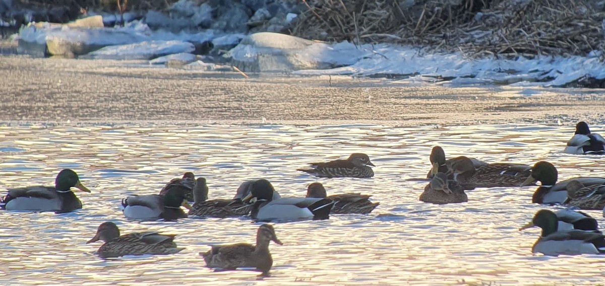 Mandarin Duck - ML418058391