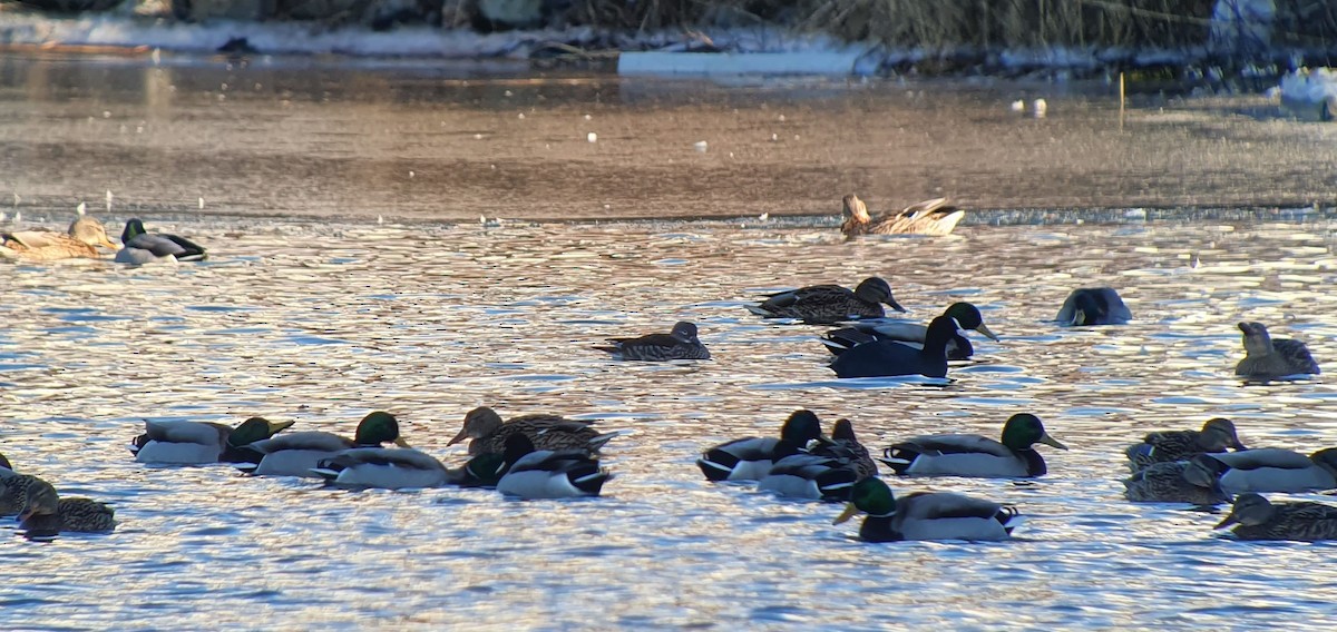 Mandarin Duck - ML418058411