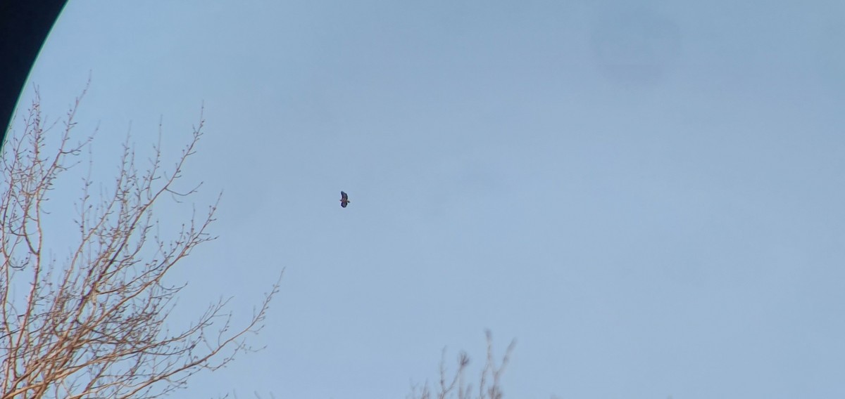 White-tailed Eagle - ML418058591