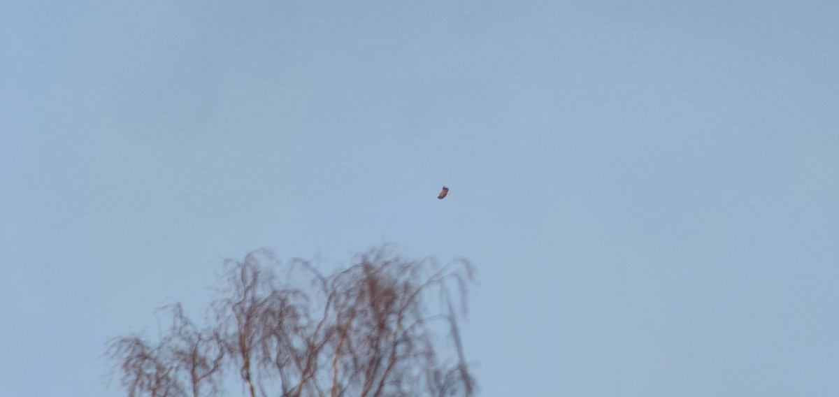 White-tailed Eagle - ML418058601