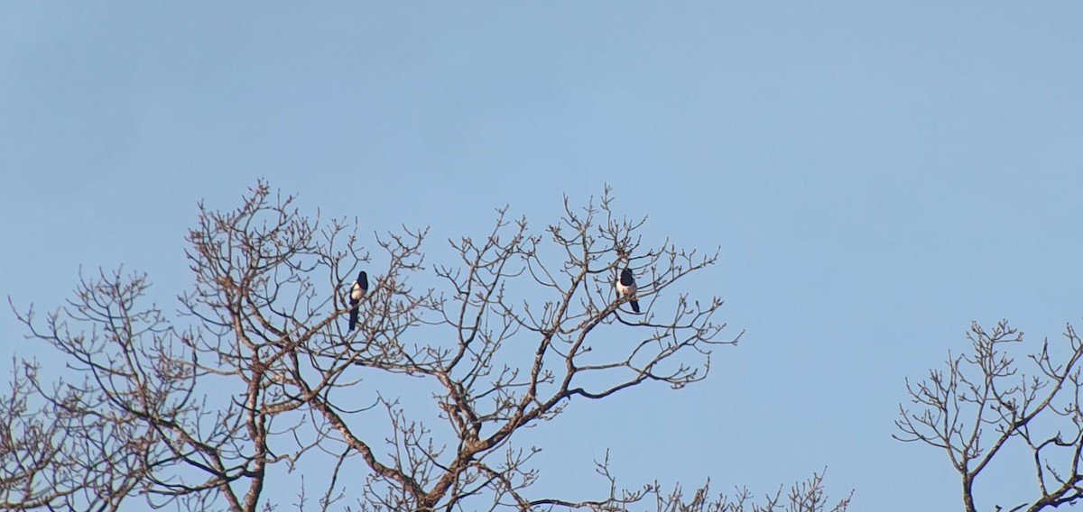 Eurasian Magpie - ML418058621