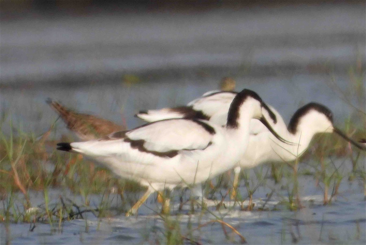 Pied Avocet - Beena Menon