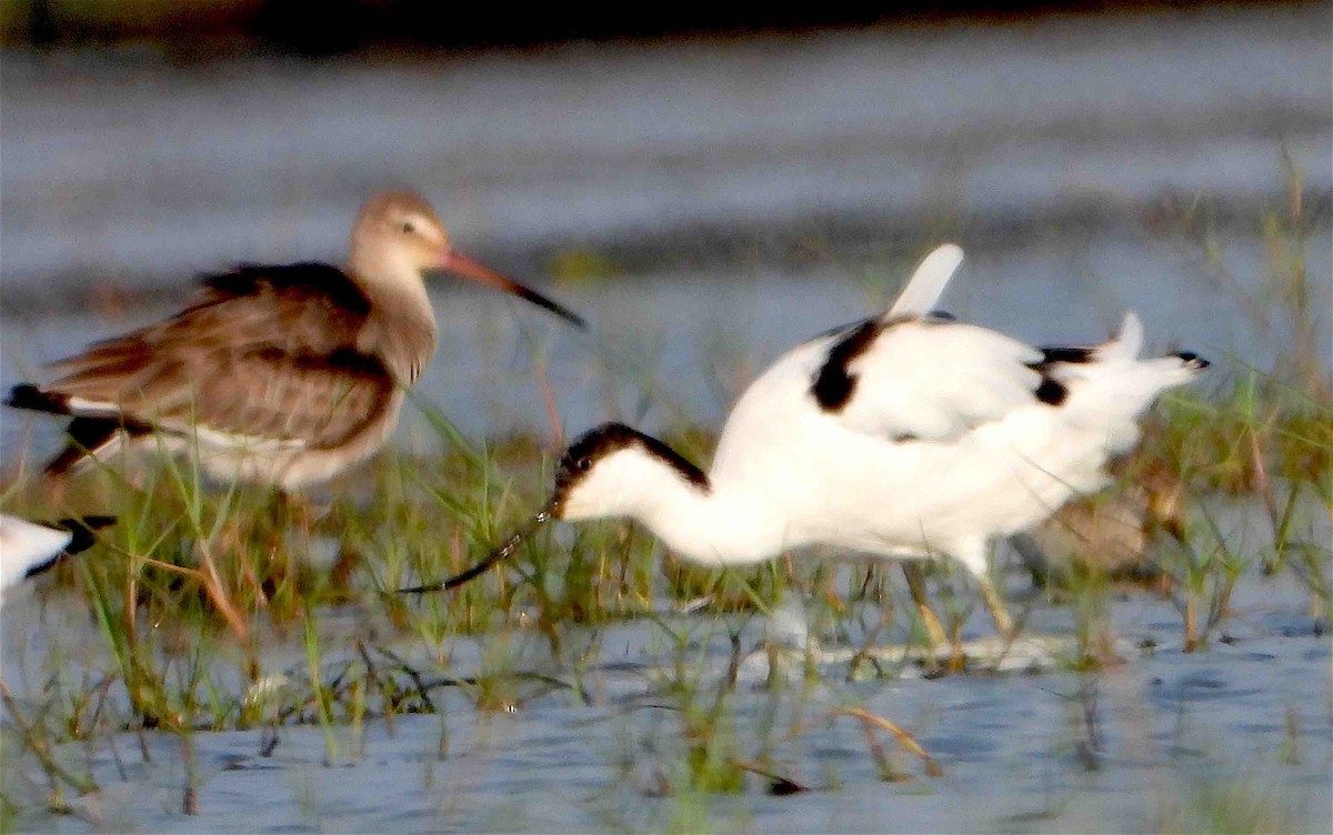 Avocette élégante - ML418058901