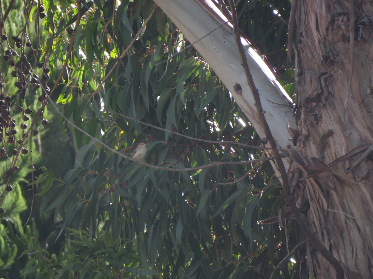 Streak-fronted Thornbird - ML418058961