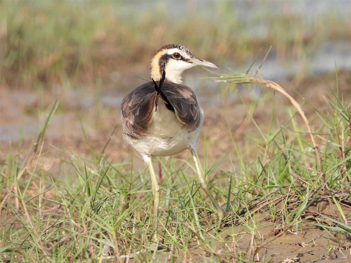 Pheasant-tailed Jacana - ML418059351