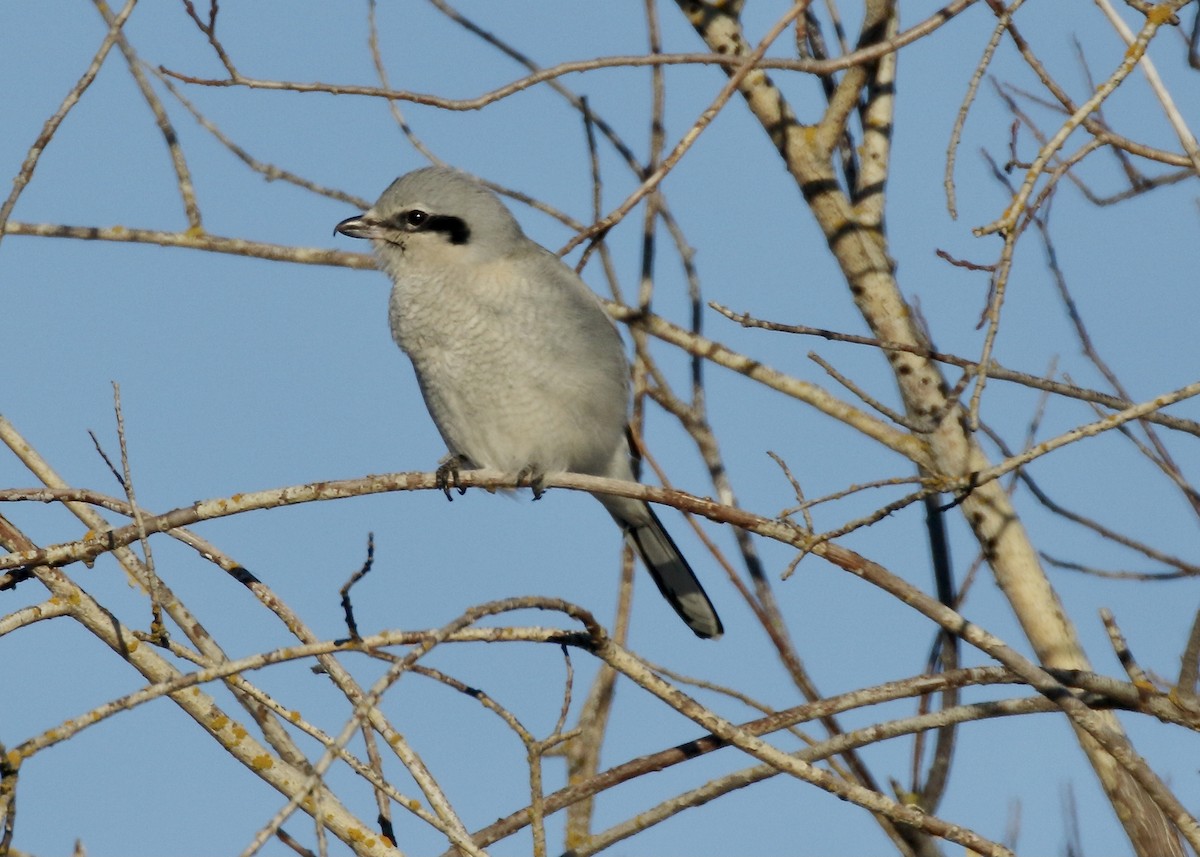 Pie-grièche boréale - ML418059411