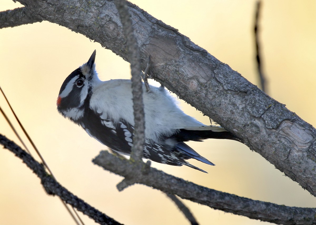 Downy Woodpecker (Rocky Mts.) - ML418059571