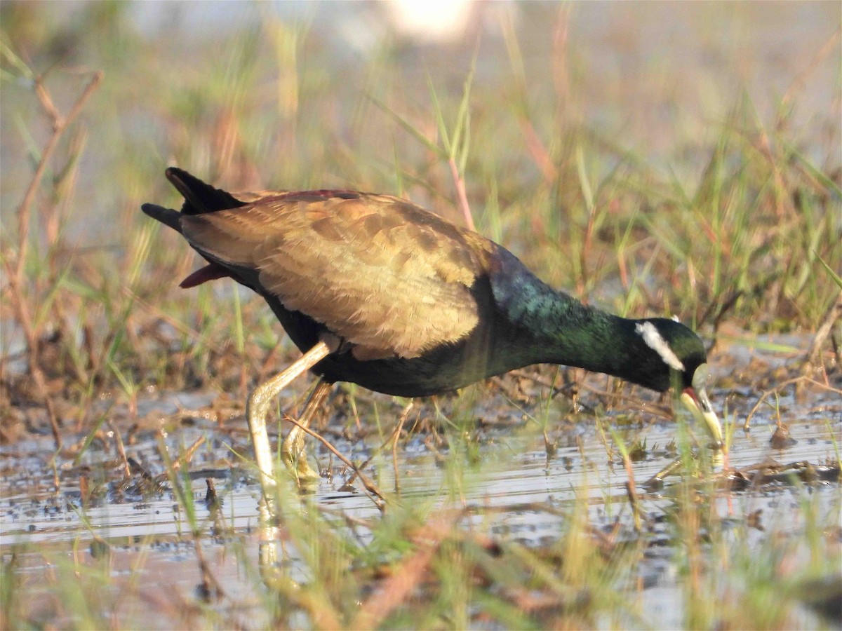 Bronze-winged Jacana - Beena Menon