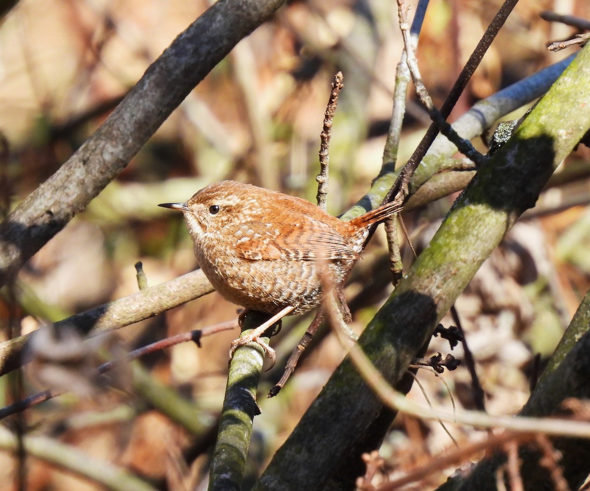 Winter Wren - ML418060011