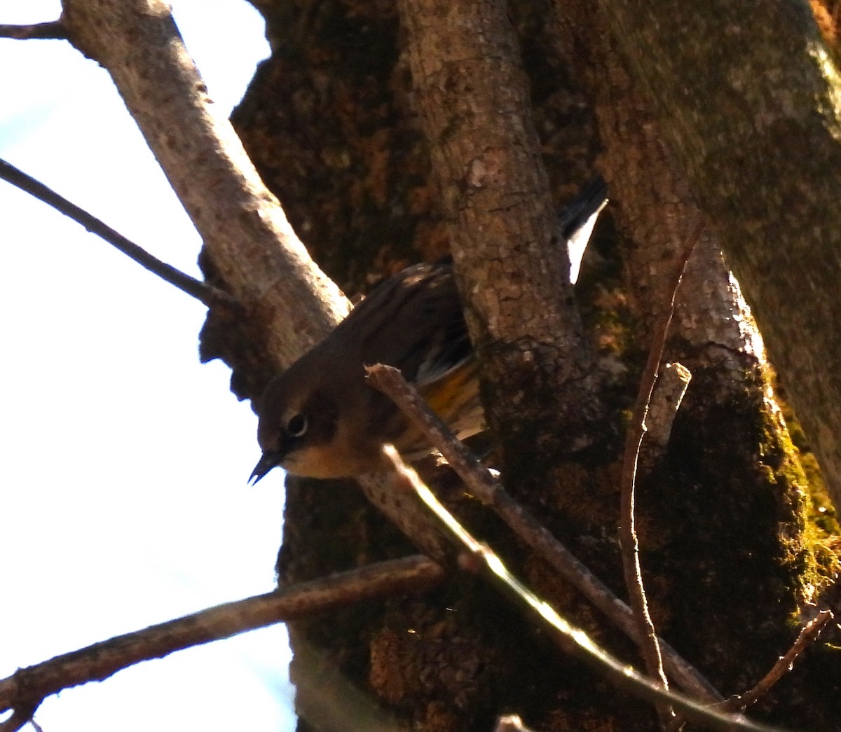 Yellow-rumped Warbler - ML418060181