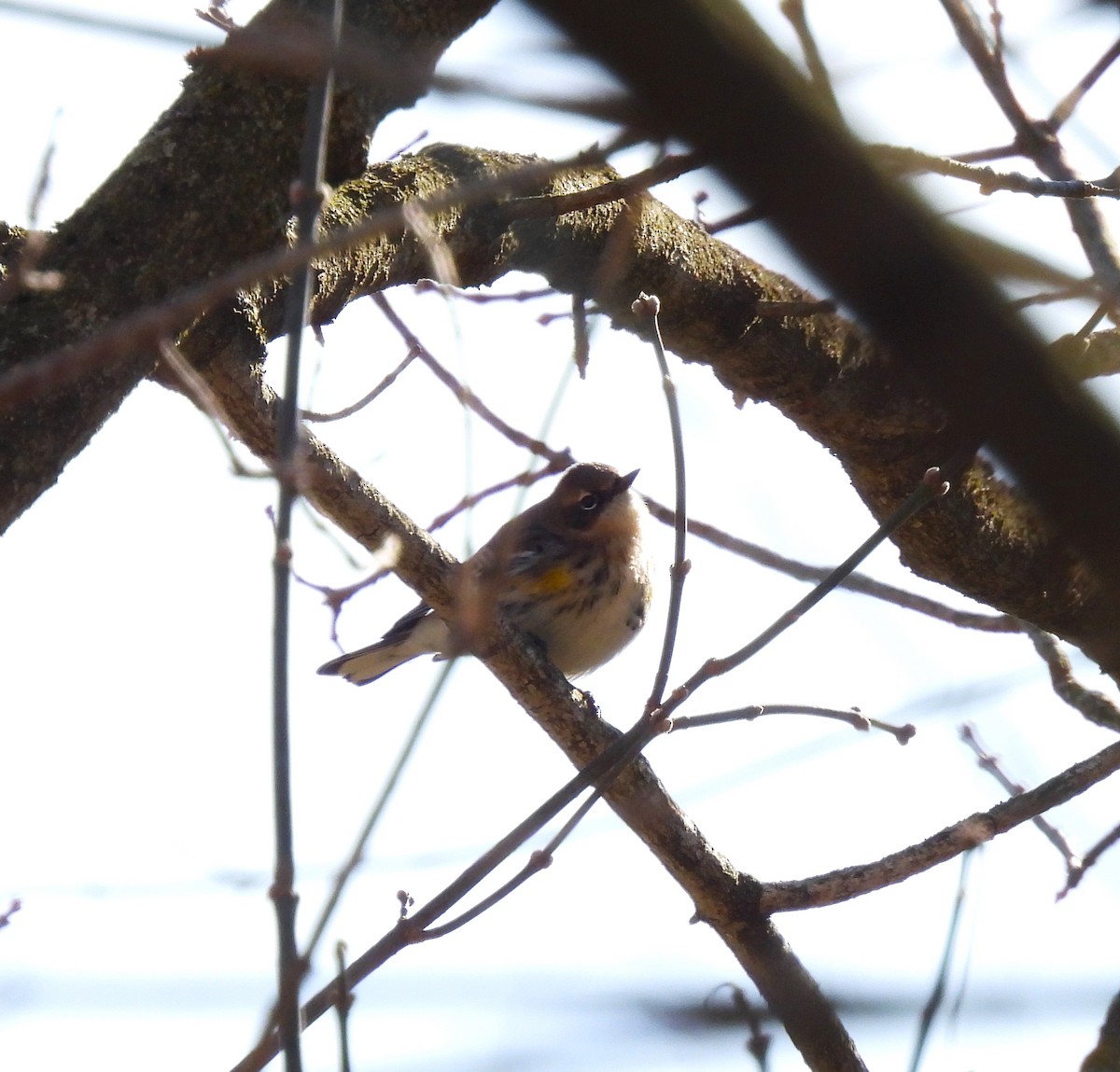 Yellow-rumped Warbler - ML418060211