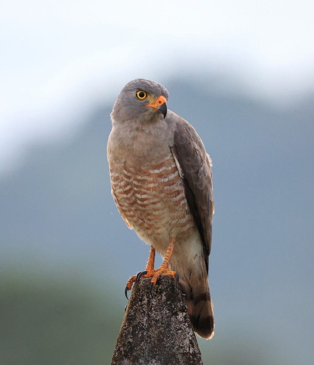 Roadside Hawk - ML418060451