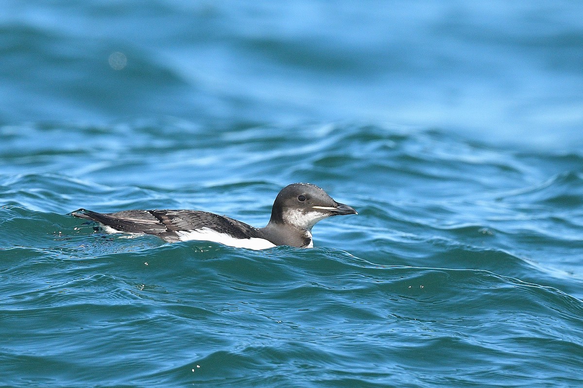 Thick-billed Murre - ML418060721