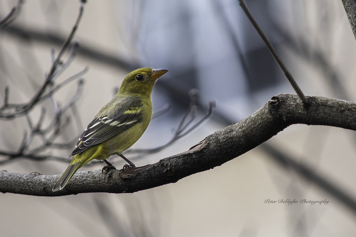 Western Tanager - ML418060891