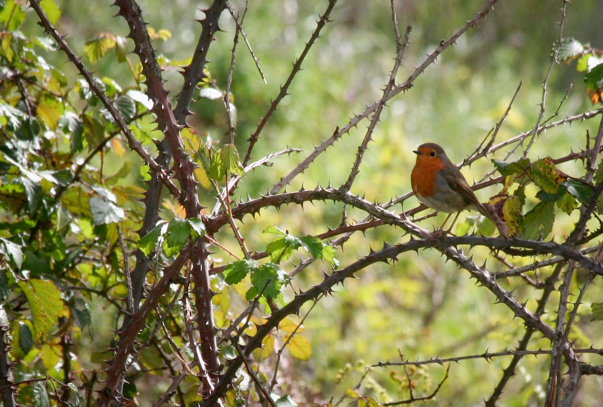 European Robin - Ian Davies