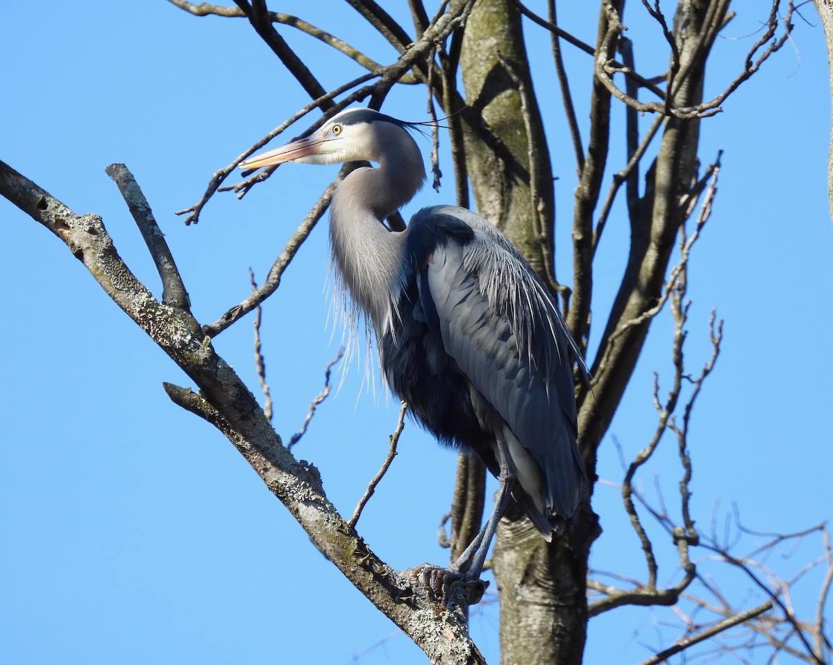 Great Blue Heron - ML418062791