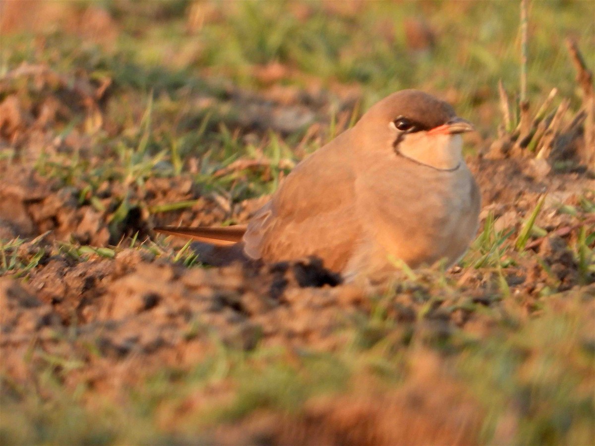 Oriental Pratincole - ML418063091