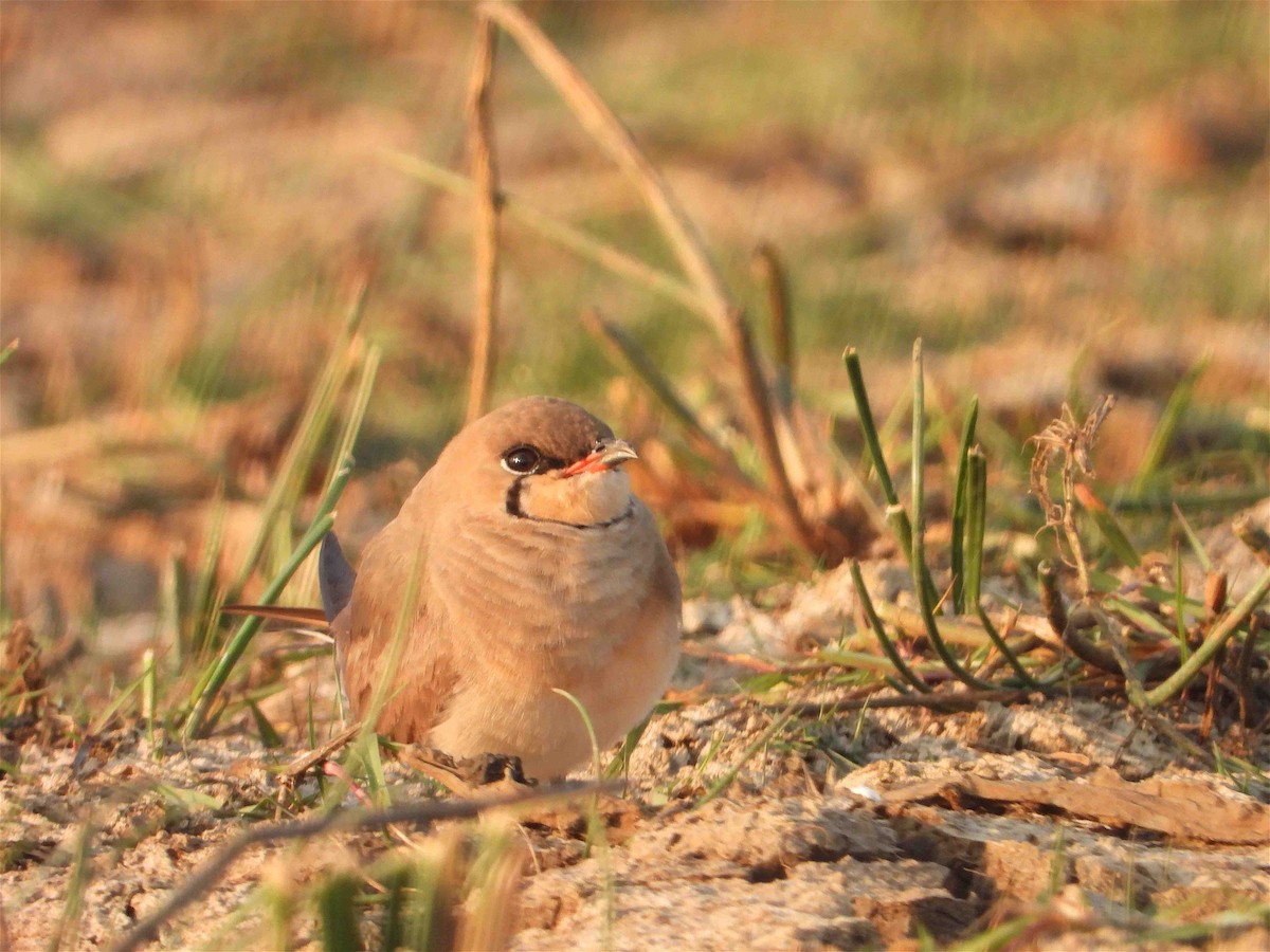 Oriental Pratincole - Beena Menon