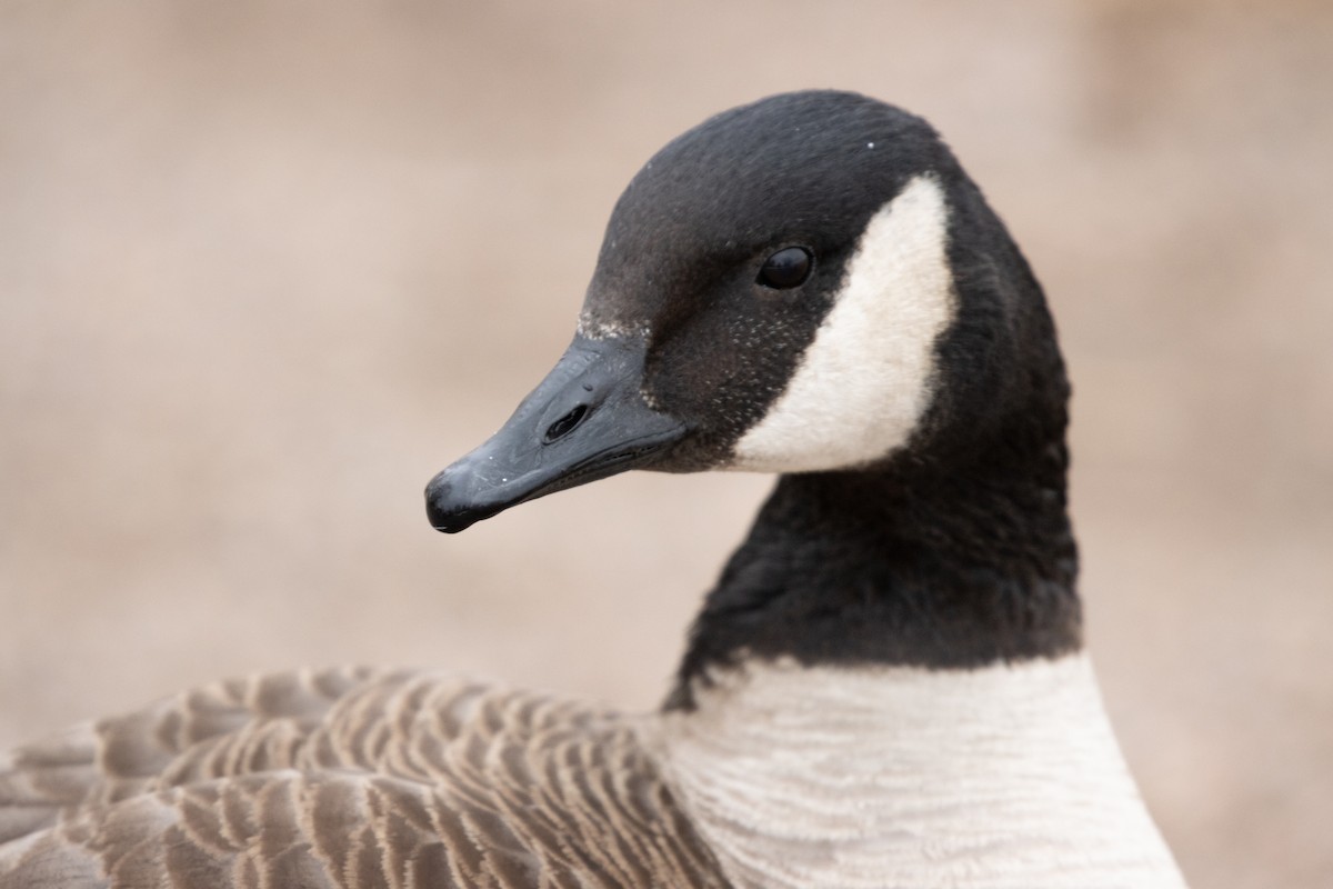 Canada Goose - ML418063271