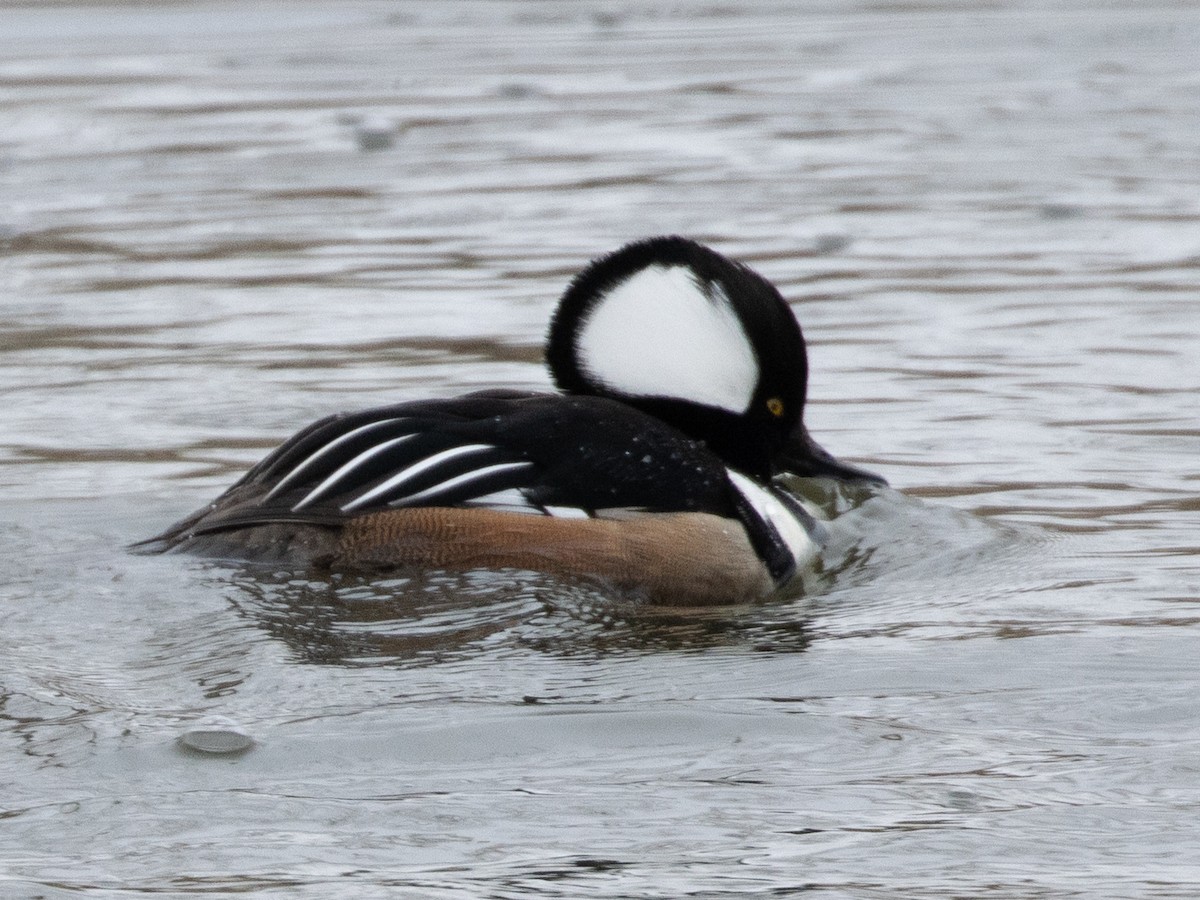 Hooded Merganser - ML418063431