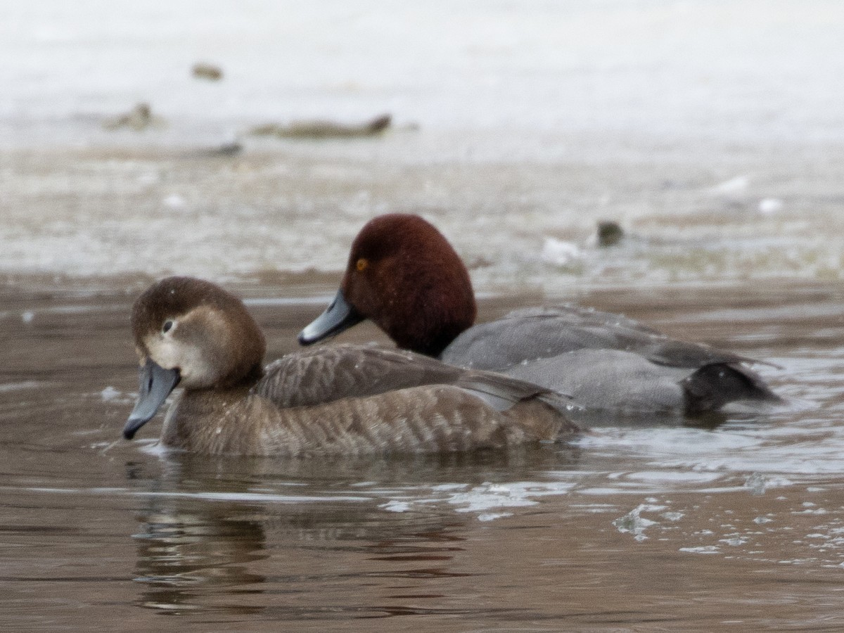 Redhead - ML418063461